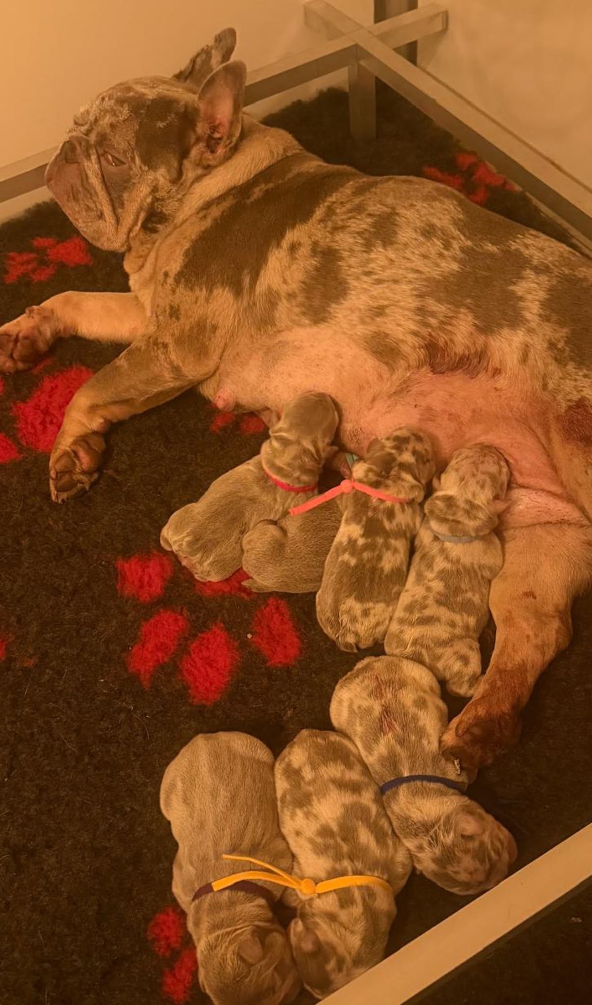 13 juli 2026: Puppies geboren